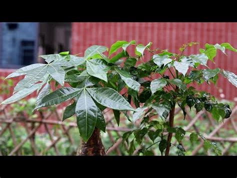 大葉植物 風水|風水師推薦：6種招財植物大公開